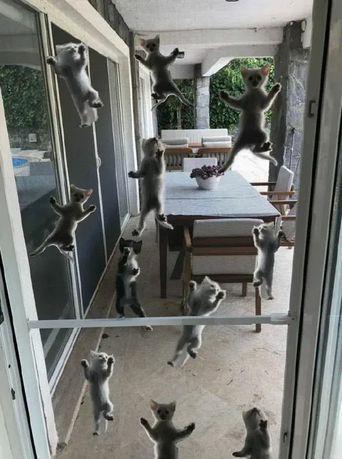 Котята штурмуют окно