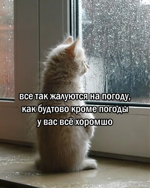Кот ждёт хорошую погоду