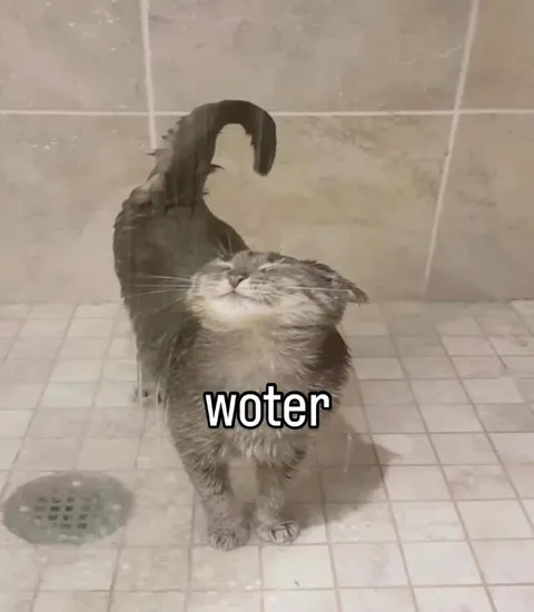 Wet Cat Wants Water
