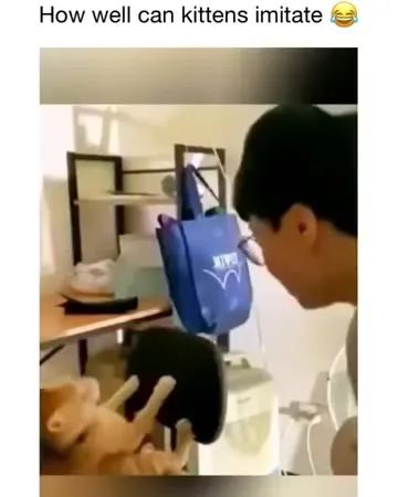 How Well Can Kittens Imitate
