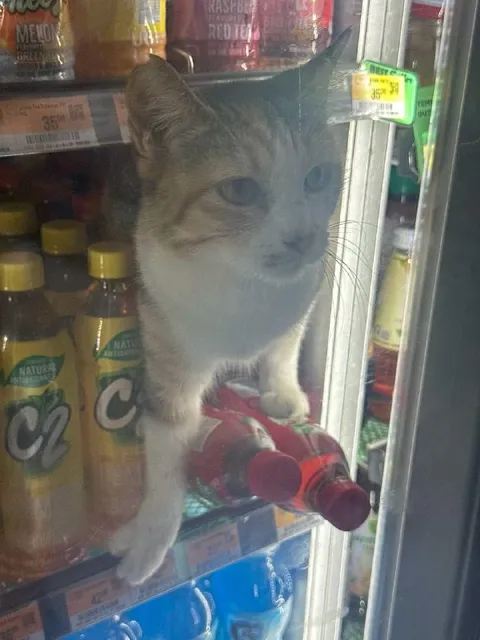 Cat in the Drink Cooler