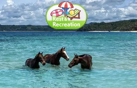 Horses on Vacation