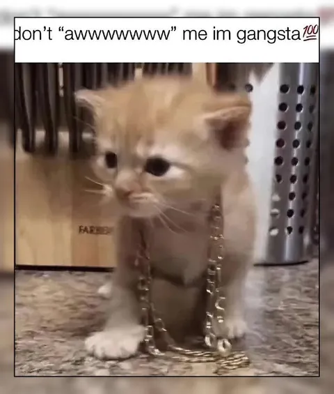 Gangsta Kitten Says Don’t Awww