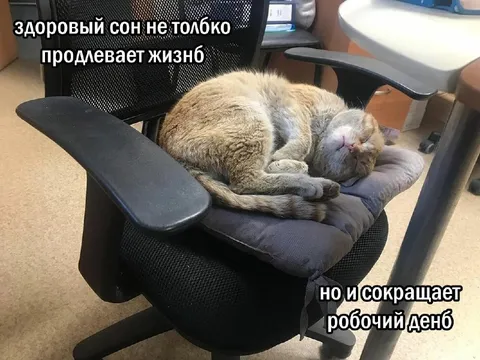 Здоровый сон сокращает рабочий день