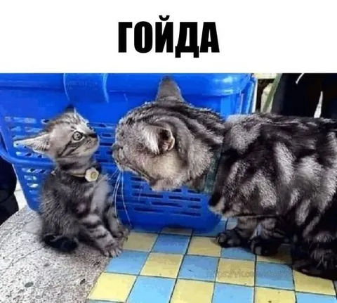 Гойда, коты идут в атаку