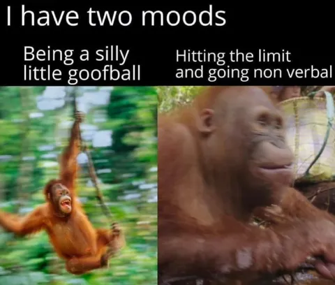 Two Moods Orangutan Meme