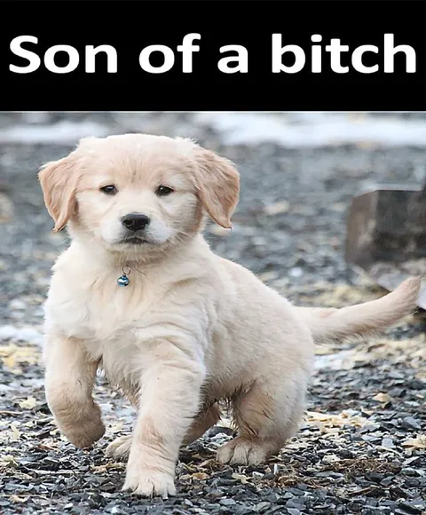 Son of a Bitch Puppy