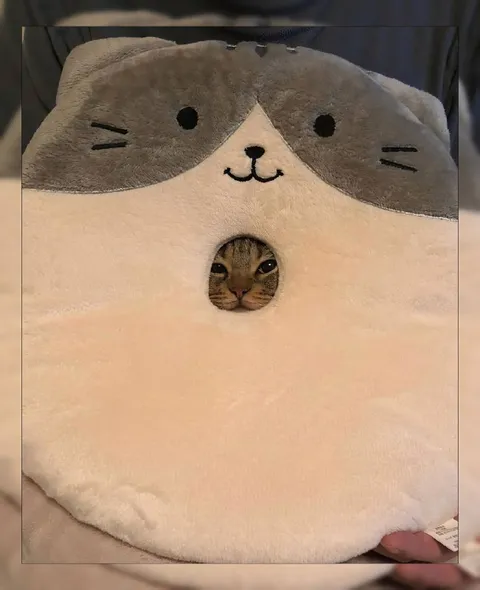 Кот выглядывает из мягкой лежанки