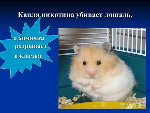 Капля никотина убивает лошадь