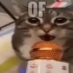Cats Singing Far Too Loud