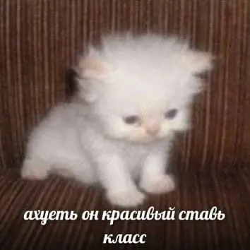 Красивый котёнок — ставь класс