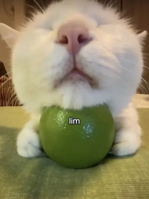 Cat Hugging a Lime