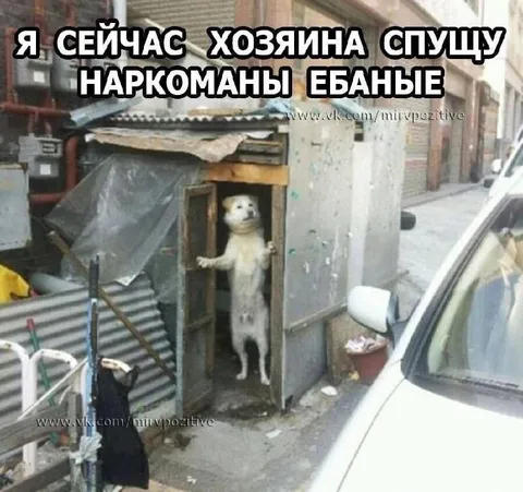 Я сейчас хозяина спущу