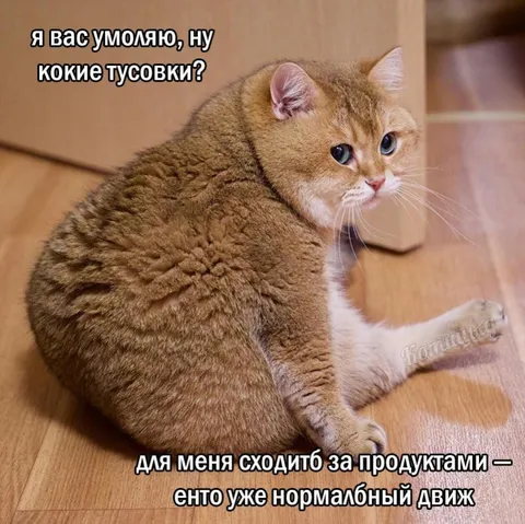 Кот и нормальный движ