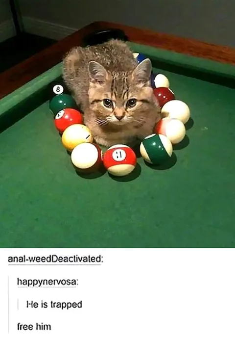 Cat Trapped by Pool Balls
