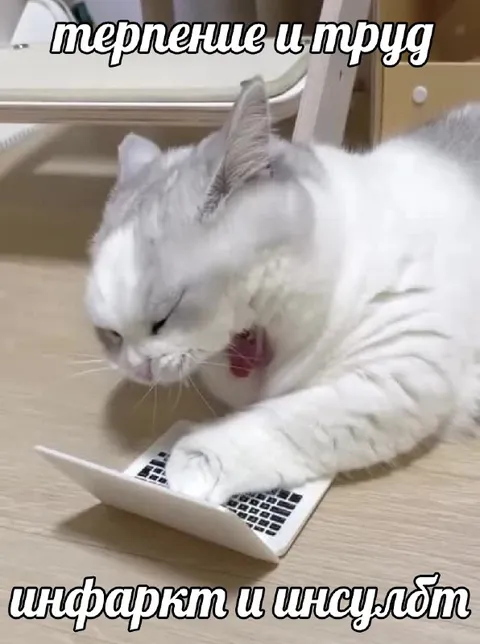 Кот работает за ноутбуком