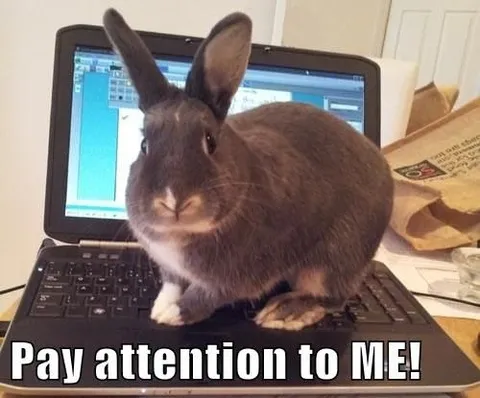 Pay Attention to Me Rabbit