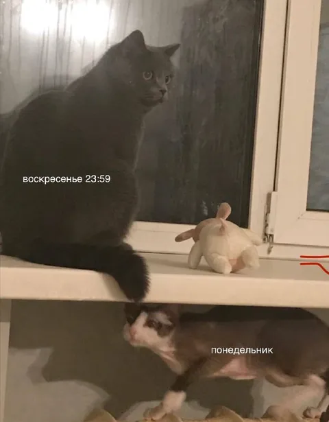 Воскресенье 23:59 и понедельник