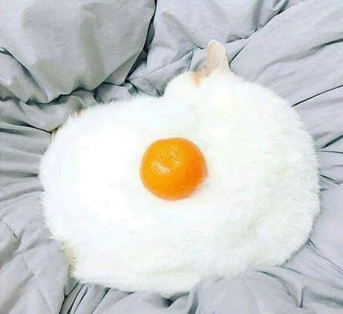 Белый кот-яичница