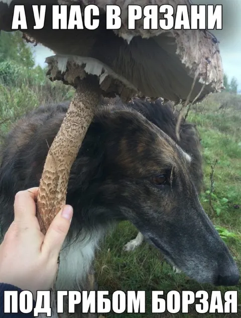 Борзая под грибом