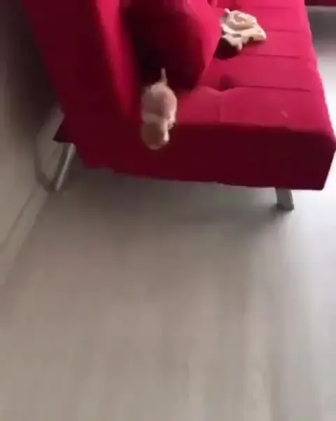 Котёнок спрыгивает с дивана
