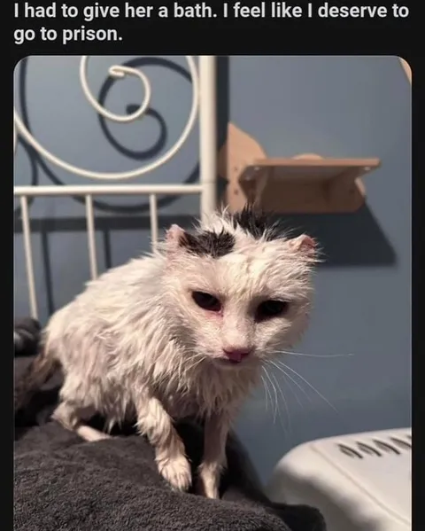 Wet Cat Deserves Prison