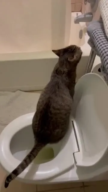 Кот занял туалет
