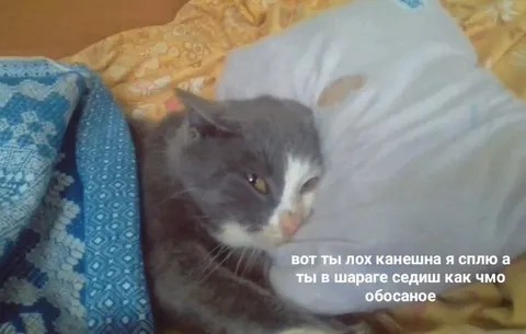 Кот спит, а ты в шараге