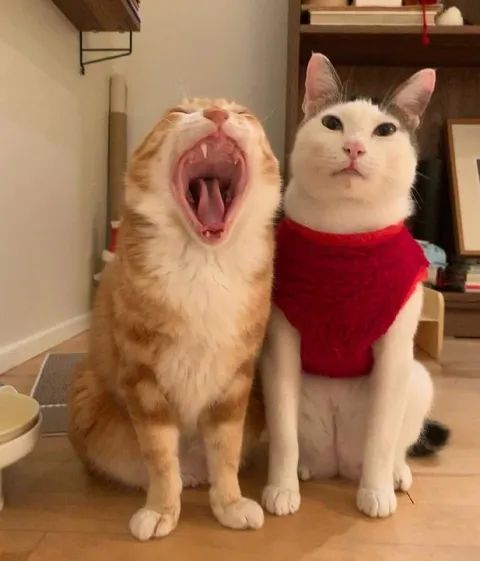 Орущий кот и спокойный кот