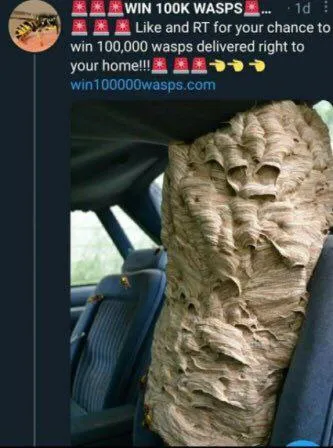 Win 100K Wasps at Home