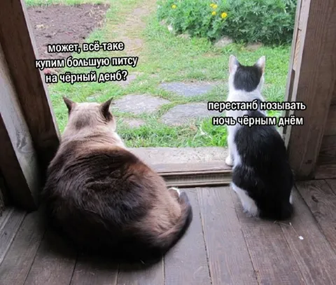 Кошки спорят о чёрном дне