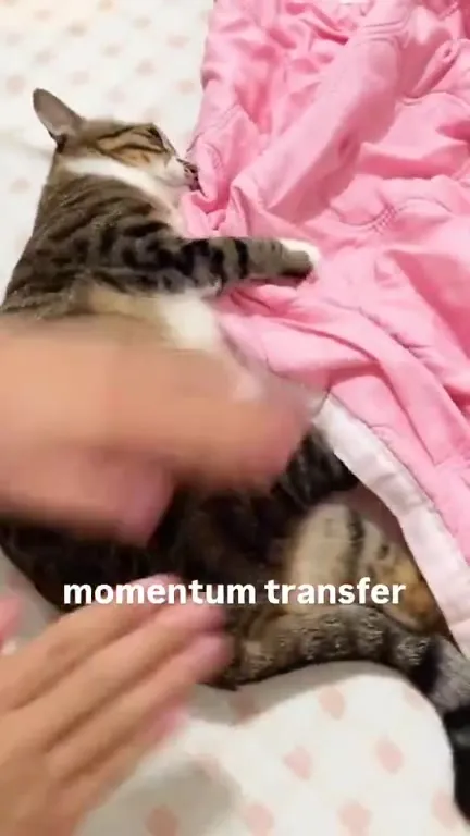 Cat Transfers Momentum to Blanket