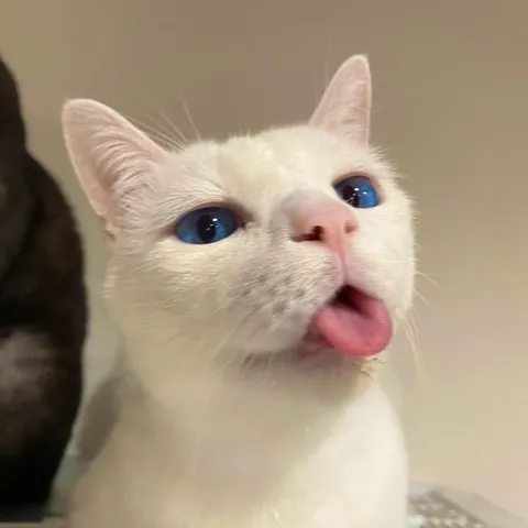 Белый кот показывает язык