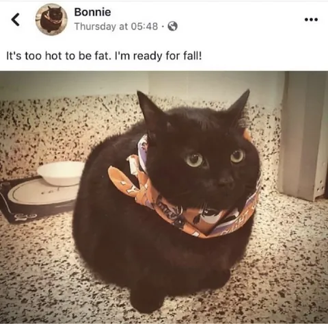 Black Cat Ready for Fall