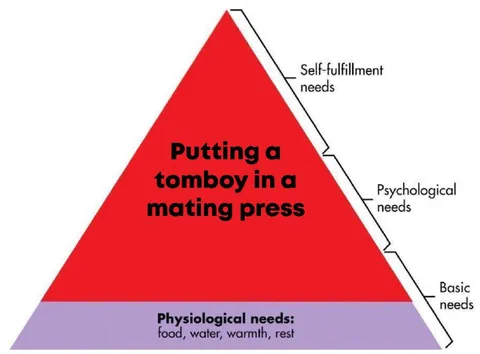 Tomboy Mating Press Hierarchy