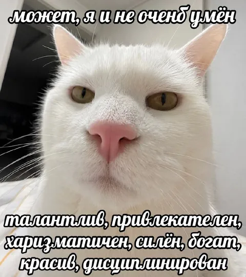 Очень умный белый кот