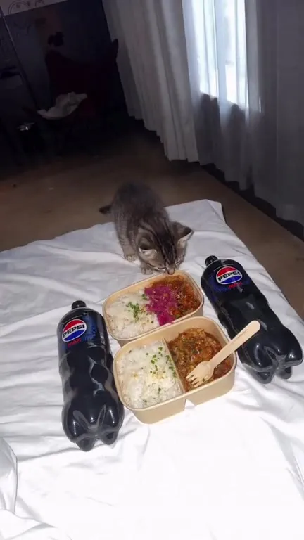 Кот уничтожил весь обед
