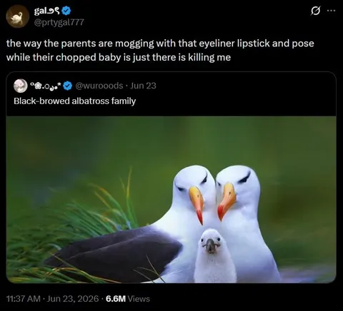 Albatross Parents Mogging Baby