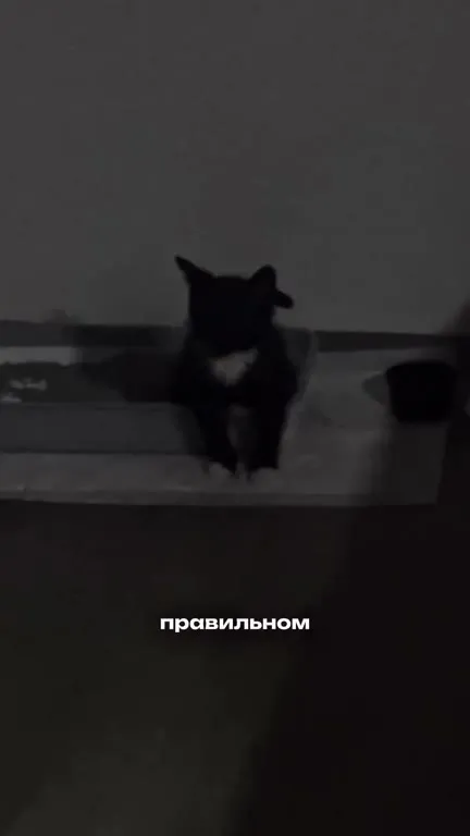 Кот и правильный момент
