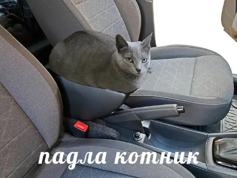 Падла котник в машине