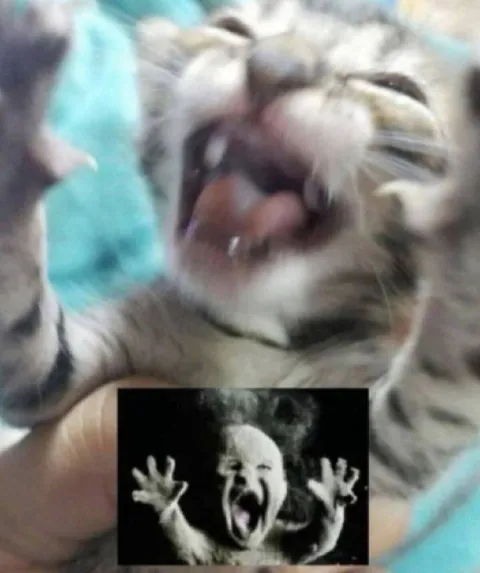 Кот истерично кричит