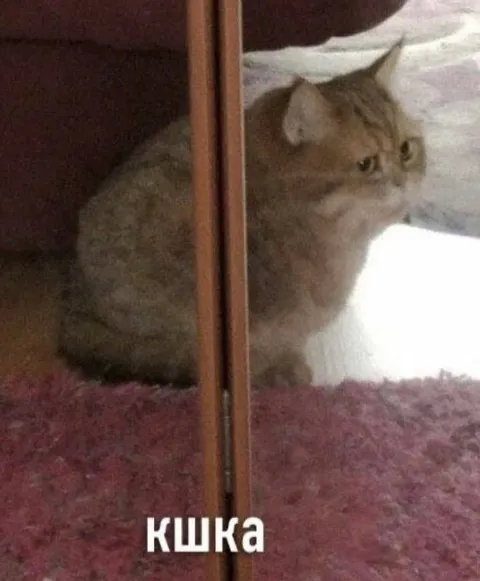 КШКА за стеклом