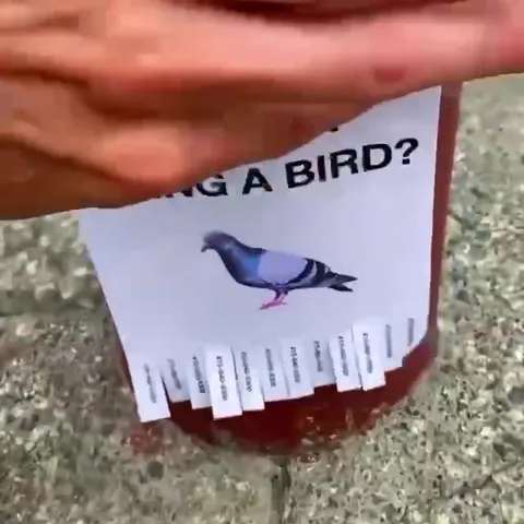 Tired of Being a Bird