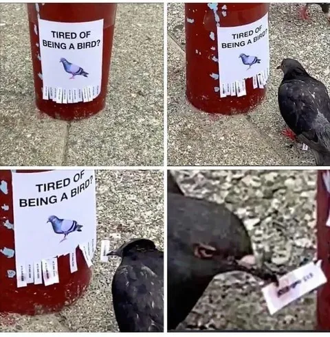 Tired of Being a Bird