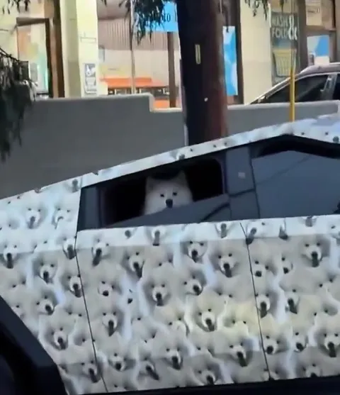 Dog Driving a Dog-Wrapped Cybertruck