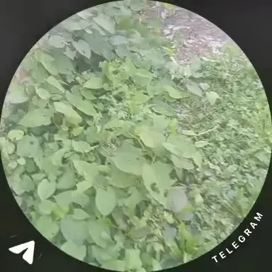 Мужчина жуёт листья у стены