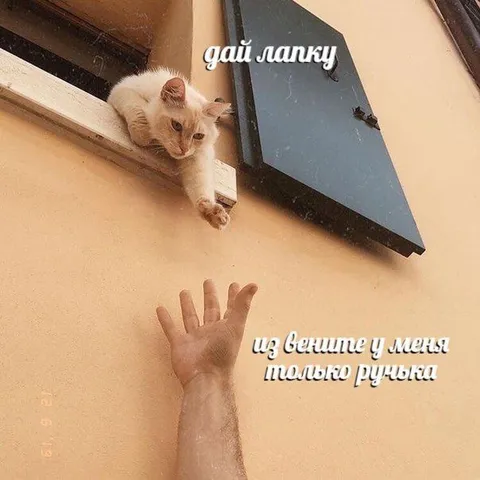 Кот даёт лапку