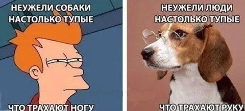 Собаки и люди тупые