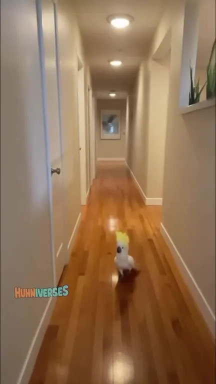 Cockatoo Dances to Alexa