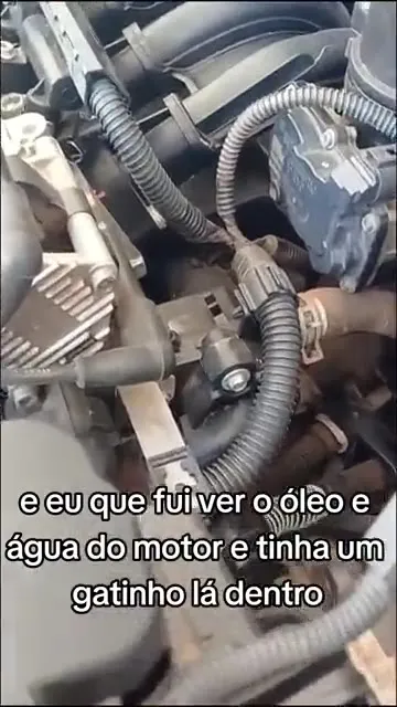 O gatinho dentro do motor